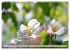 Blumenfeier (Wandkalender 2025 DIN A3... - Bild 14
