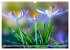 Blumenfeier (Wandkalender 2025 DIN A3... - Bild 8