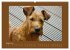 Kelly, der Irish Terrier - innen und... - Bild 14