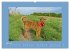 Kelly, der Irish Terrier - innen und... - Bild 9
