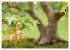 Bonsai ganz nah (Wandkalender 2025 DIN... - Bild 11