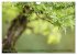 Bonsai ganz nah (Wandkalender 2025 DIN... - Bild 12