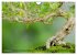 Bonsai ganz nah (Wandkalender 2025 DIN... - Bild 4