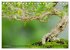 Bonsai ganz nah (Tischkalender 2025 DIN... - Bild 4