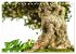 Bonsai ganz nah (Tischkalender 2025 DIN... - Bild 5