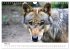 Wölfe 2025. Tierische Impressionen... - Bild 11