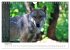 Wölfe 2025. Tierische Impressionen... - Bild 14