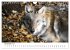 Wölfe 2025. Tierische Impressionen... - Bild 4