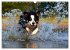 SPLASH - Hunde im Wasser (Wandkalender... - Bild 11