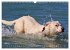 SPLASH - Hunde im Wasser (Wandkalender... - Bild 12