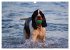 SPLASH - Hunde im Wasser (Wandkalender... - Bild 13
