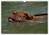 SPLASH - Hunde im Wasser (Wandkalender... - Bild 14