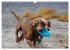 SPLASH - Hunde im Wasser (Wandkalender... - Bild 15