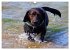 SPLASH - Hunde im Wasser (Wandkalender... - Bild 3