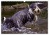 SPLASH - Hunde im Wasser (Wandkalender... - Bild 4