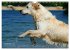 SPLASH - Hunde im Wasser (Wandkalender... - Bild 5