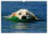 SPLASH - Hunde im Wasser (Wandkalender... - Bild 7