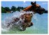 SPLASH - Hunde im Wasser (Wandkalender... - Bild 8