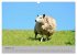 Impressionen von Texel (Wandkalender... - Bild 3
