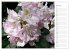 Rhododendron Schönheiten im Garten... - Bild 13
