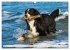 Berner Sennenhunde am Strand... - Bild 11