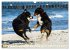 Berner Sennenhunde am Strand... - Bild 12