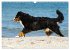 Berner Sennenhunde am Strand... - Bild 13