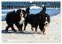 Berner Sennenhunde am Strand... - Bild 14