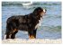 Berner Sennenhunde am Strand... - Bild 15