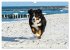 Berner Sennenhunde am Strand... - Bild 3