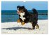 Berner Sennenhunde am Strand... - Bild 4