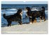 Berner Sennenhunde am Strand... - Bild 5