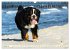 Berner Sennenhunde am Strand... - Bild 7