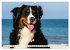 Berner Sennenhunde am Strand... - Bild 8