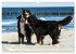 Berner Sennenhunde am Strand... - Bild 9