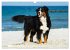 Berner Sennenhunde am Strand... - Bild 10