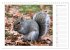 Hörnchen - neugierig, putzig,... - Bild 5