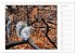 Hörnchen - neugierig, putzig,... - Bild 7