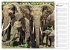 Elefanten . Wildlife in Kenia... - Bild 9