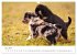 Aussie Welpen 2025 (Wandkalender 2025... - Bild 11