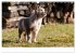 Aussie Welpen 2025 (Wandkalender 2025... - Bild 4