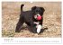 Aussie Welpen 2025 (Wandkalender 2025... - Bild 5