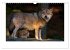 Wolf, Luchs und Co. - Tierbilder aus... - Bild 12