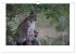 Wolf, Luchs und Co. - Tierbilder aus... - Bild 15