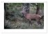 Wolf, Luchs und Co. - Tierbilder aus... - Bild 3
