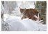 Wolf, Luchs und Co. - Tierbilder aus... - Bild 8