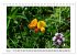 Alpenblumen. Bunte Welt in luftiger... - Bild 11