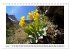 Alpenblumen. Bunte Welt in luftiger... - Bild 13