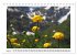 Alpenblumen. Bunte Welt in luftiger... - Bild 10