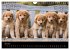 Toller - Nova Scotia Duck Tolling... - Bild 12